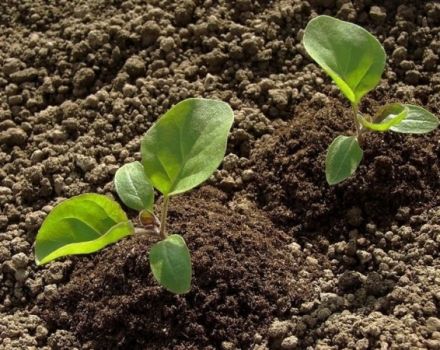 Cómo cultivar y cuidar adecuadamente las berenjenas en campo abierto, tecnología agrícola.