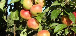 Description and characteristics of the variety of the columnar apple variety Gin, cultivation and reviews of gardeners about the culture