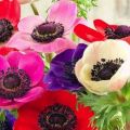 Description of varieties and types of anemones, planting and care in the open field