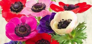 Description of varieties and types of anemones, planting and care in the open field