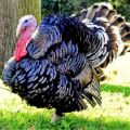 Description of turkeys of the bronze breed and their cultivation at home