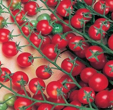 Characteristics and description of the tomato variety Sweet million, its yield