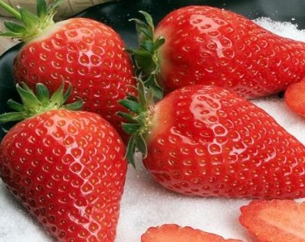 Description of Gariguetta strawberries, planting and care rules