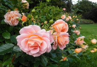 Caractéristiques et description de la variété Geisha rose, culture et entretien