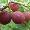 Kuvaus Harlequin gooseberry -lajikkeesta, istutus- ja hoitosäännöistä