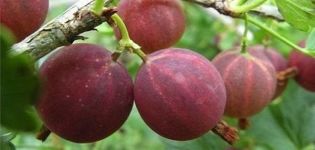 Kuvaus Harlequin gooseberry -lajikkeesta, istutus- ja hoitosäännöistä