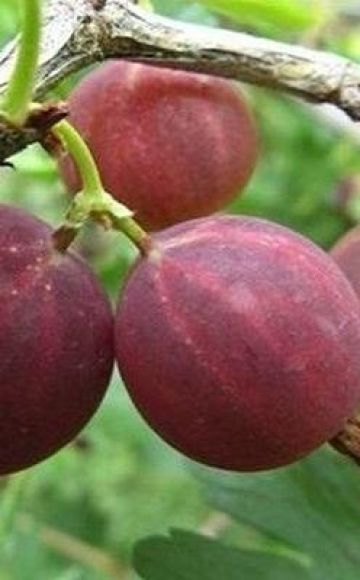 Kuvaus Harlequin gooseberry -lajikkeesta, istutus- ja hoitosäännöistä