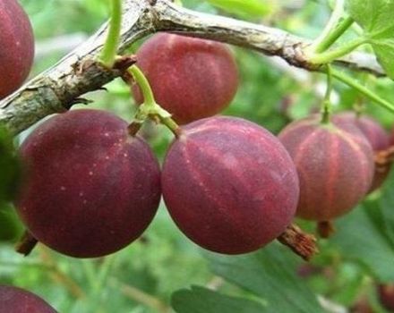 Penerangan mengenai peraturan jenis penanaman dan penanaman gooseberry Harlequin