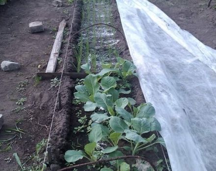 The use of calcium and ammonium nitrate for cabbage