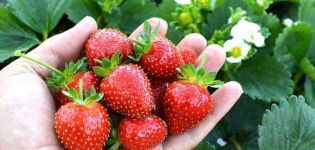 Description et caractéristiques de la variété de fraises Avis Delight, plantation et entretien