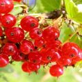 Useful properties and harm of red currant for the health of women and men and contraindications