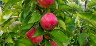 Descripción y características de la variedad de manzana columnar Vasyugan, plantación y cuidado.