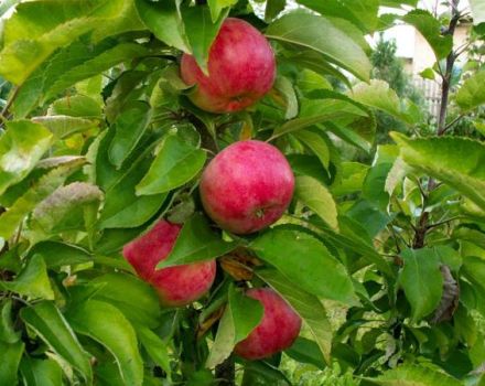 Descripción y características de la variedad de manzana columnar Vasyugan, plantación y cuidado.