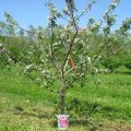 Why the apple tree may not bear fruit after flowering and what to do if there are no ovaries