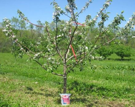 Why the apple tree may not bear fruit after flowering and what to do if there are no ovaries