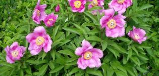 Medicinal properties and contraindications of the evading peony, composition and application