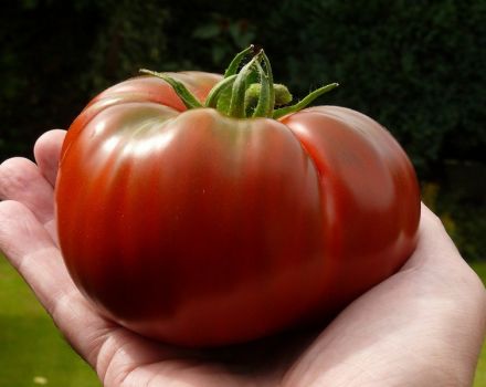 Caractéristiques et description de la variété de tomate Monomakh Hat, son rendement