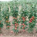 The best and new varieties of columnar apple trees for the Moscow region with a description