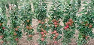 The best and new varieties of columnar apple trees for the Moscow region with a description