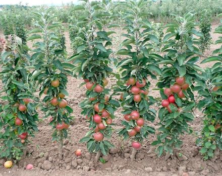 De beste en nieuwe variëteiten van zuilvormige appelbomen voor de regio Moskou met een beschrijving