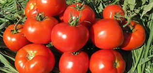 Penerangan mengenai varieti tomato Logane dan ciri-cirinya