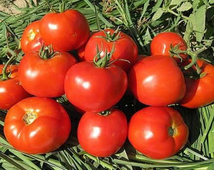 Description of the variety of tomato Lodge and its characteristics