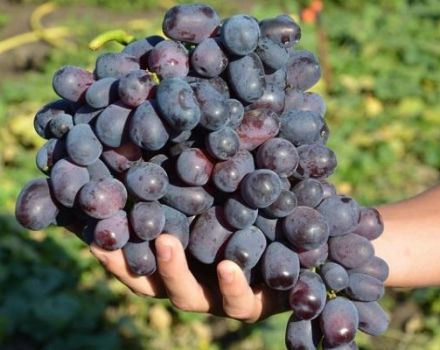 Description and subtleties of growing Lorano grapes