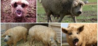 Characteristics of a hybrid of a sheep and a pig, breed features and content