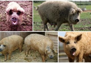 Caractéristiques d'un hybride de mouton et de porc, caractéristiques et contenu de la race