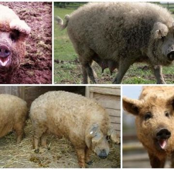 Características de un híbrido de oveja y cerdo, características y contenido de la raza.