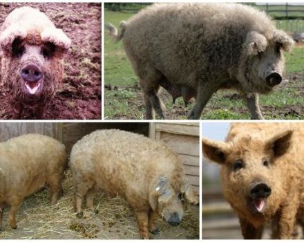 Characteristics of a hybrid of a sheep and a pig, breed features and content