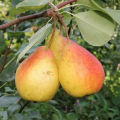 Description and characteristics of pear varieties Severyanka, types and rules of cultivation