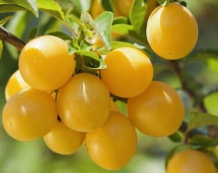 Description et caractéristiques de la variété de prune en colonne Mirabelle, plantation et entretien