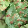 Causes and symptoms of brown spot on an apple tree, how to deal with chemical and folk remedies