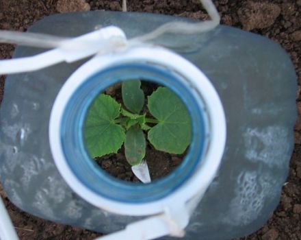 How to plant and grow cucumbers in 5 liter bottles