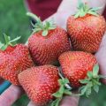 Description et caractéristiques de la variété de fraises Veau éléphant, culture et reproduction