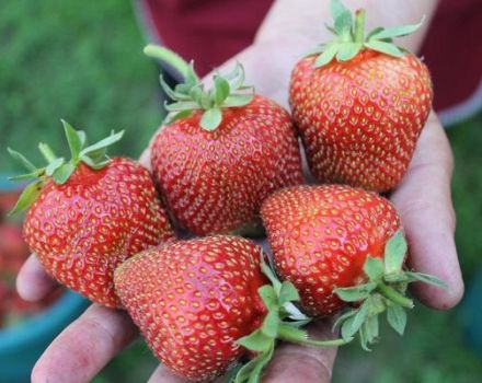 Description et caractéristiques de la variété de fraises Veau éléphant, culture et reproduction