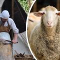 Top 4 ways to make sheep skins at home and instructions