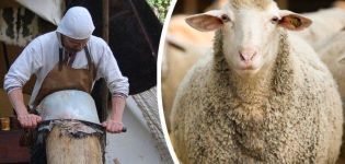 Top 4 ways to make sheep skin at home and instructions