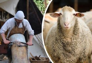 Top 4 ways to make sheep skin at home and instructions