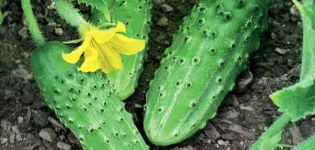 Características y descripción de la variedad de pepino Pogrebok, su rendimiento.