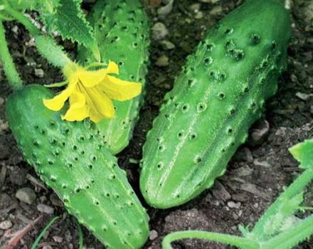 Características y descripción de la variedad de pepino Pogrebok, su rendimiento.