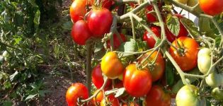 Characteristics and description of varieties of Chinese tomatoes