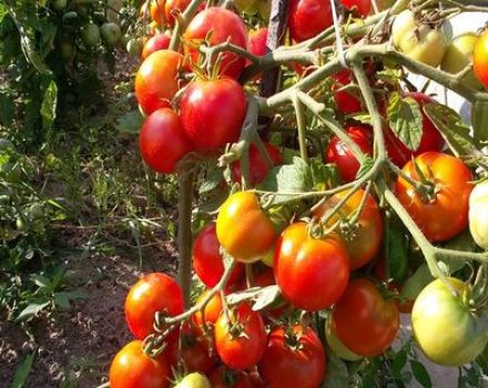 Características y descripción de las variedades de tomates chinos.