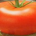 Description de la variété de tomate Nasha Masha, ses caractéristiques et ses caractéristiques