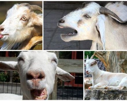 Why a goat can cough and home treatments, prevention