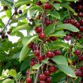 Comment fabriquer de vos propres mains un appareil pour collecter les cerises d'un grand arbre