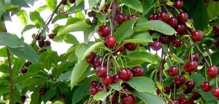 How to make a device for collecting cherries from a tall tree with your own hands