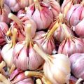 Description of the variety of winter garlic Gribovsky, features of cultivation and care