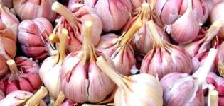 Description of the variety of winter garlic Gribovsky, features of cultivation and care